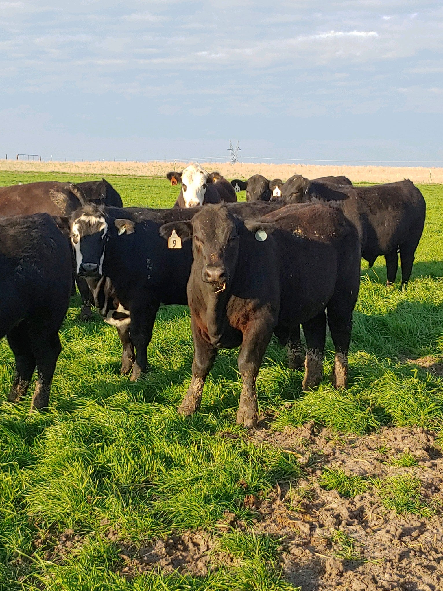 The faces behind the brand – Ashcraft Beef