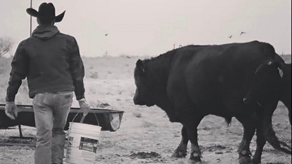 Ashcraft Beef